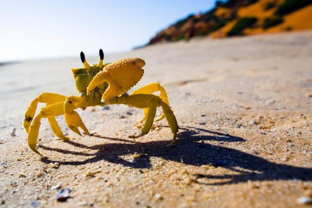 عکس خرچنگ زرد رنگ کوچک در ساحل شنی