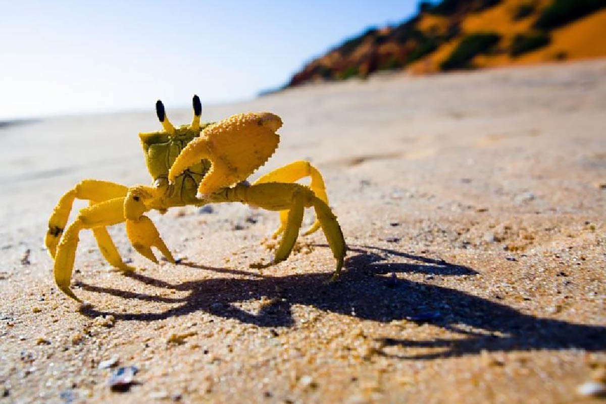 فیلم/زندگی دسته جمعی خرچنگ ها در سواحل کیش