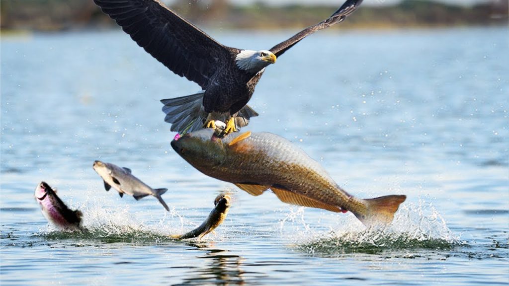 شکار ماهی بزرگ توسط عقاب تیز چنگال
