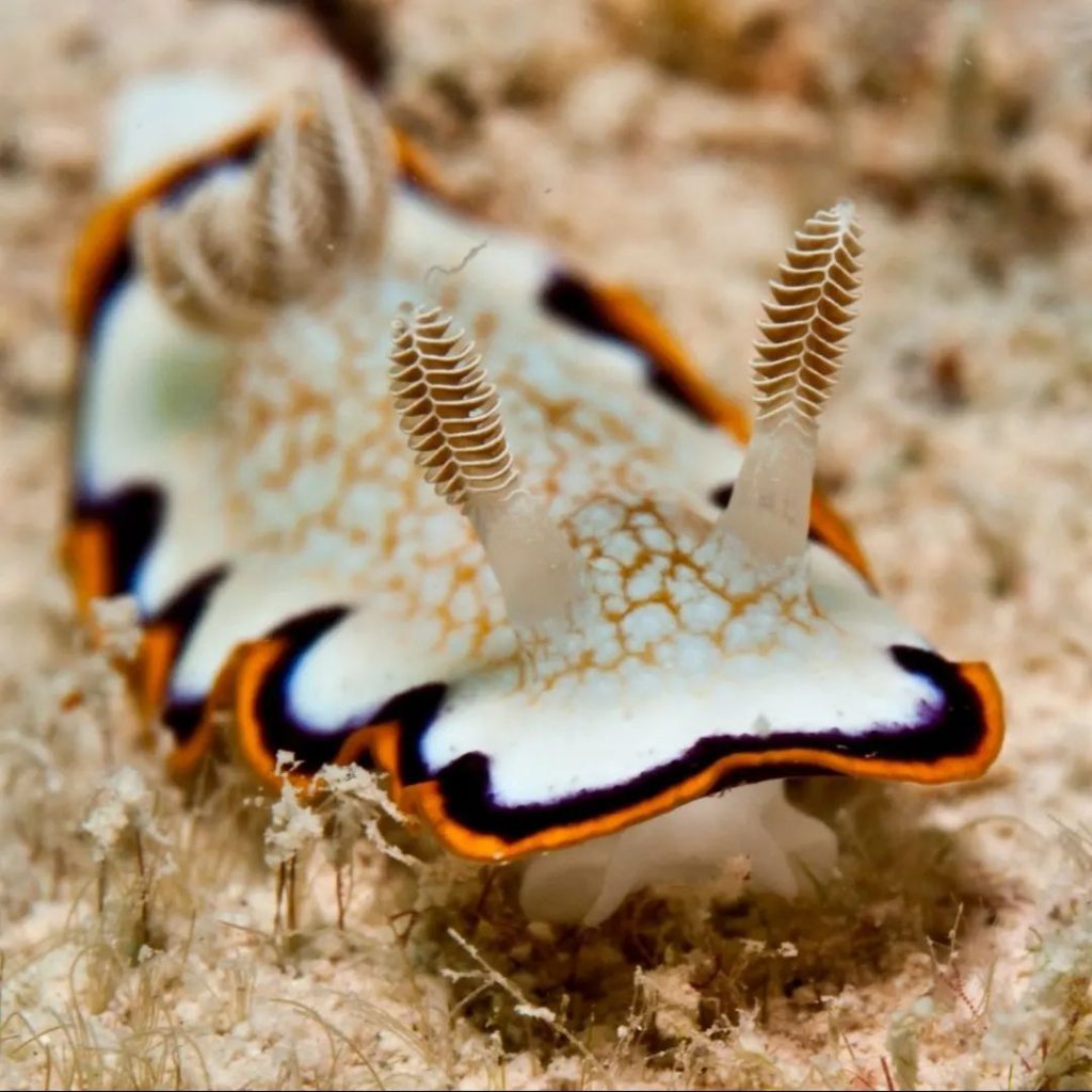 لیسه دریایی - nudibranch