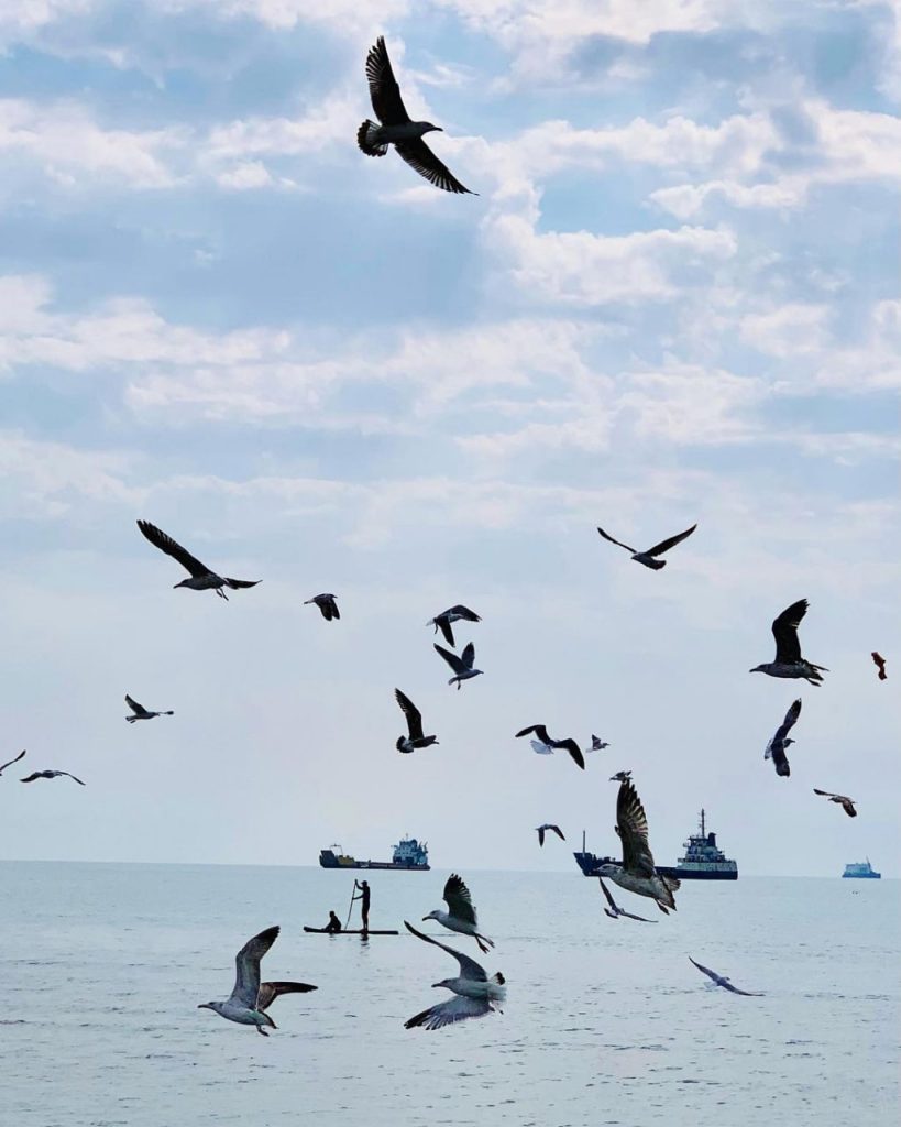 پرندگان دریایی بندر دیر بوشهر - عکاس پرهام
