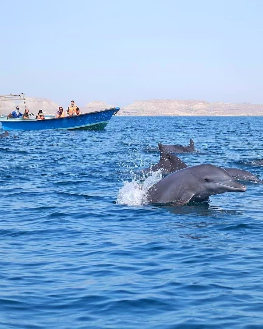 عکس/ گردشگران در حال بازدید از دلفین های جزیره هنگام هرمزگان