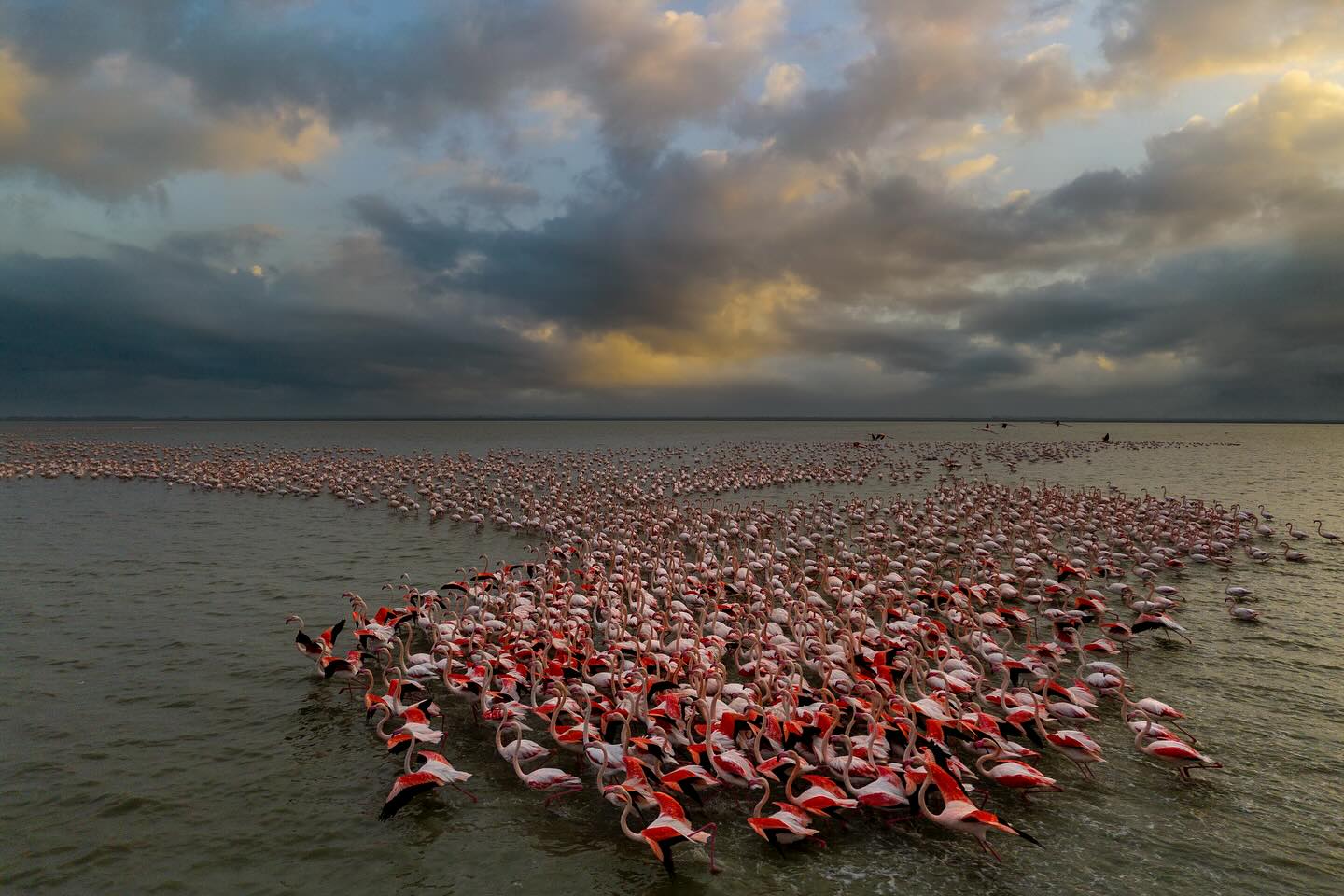 عکس/ گله فلامینگو در آب‌های خلیج گرگان