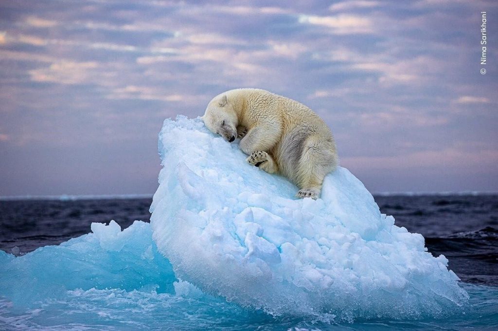 خرس قطبی خوابیده روی کوه یخ - جایزه بهترین عکس سال حیات وحش - عکاس نیما ساریخانی